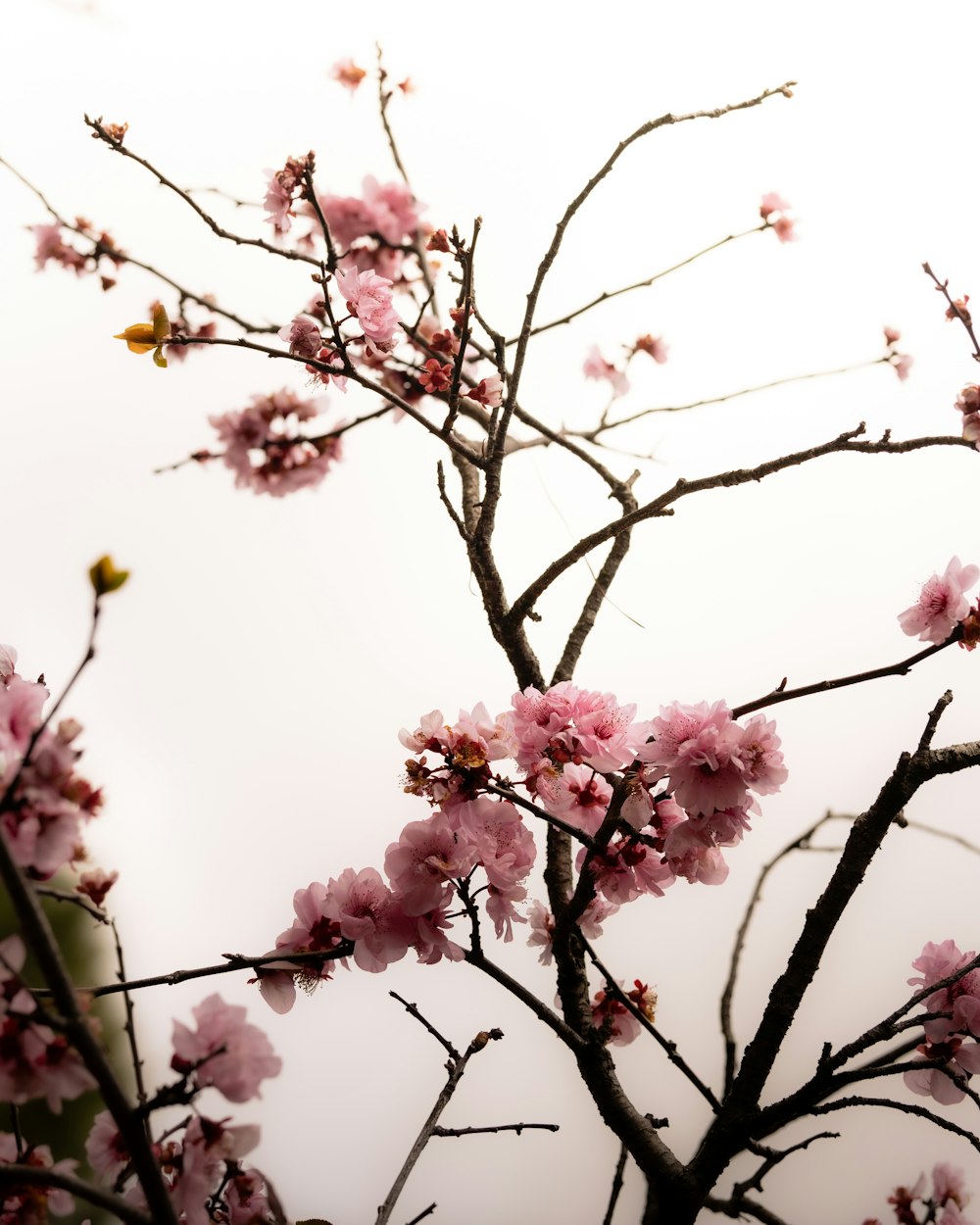 a branch of a tree with pink flowers