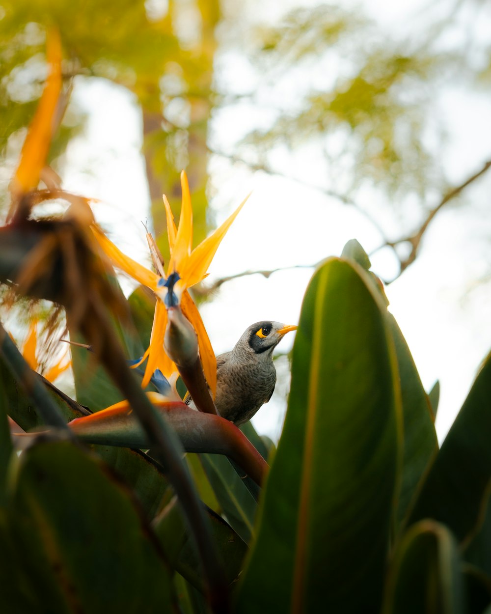 a bird of paradise perches on a tropical plant