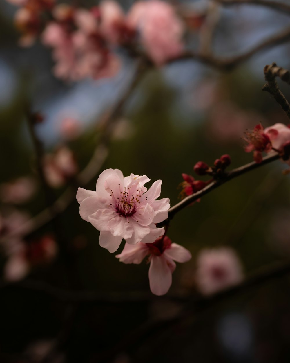 a close up of a pink flower on a tree