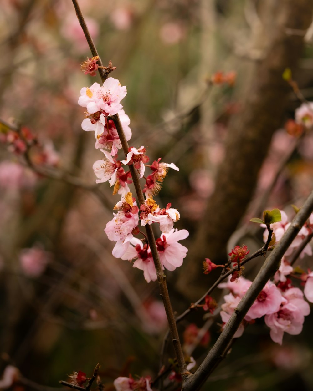 a branch of a tree with pink flowers