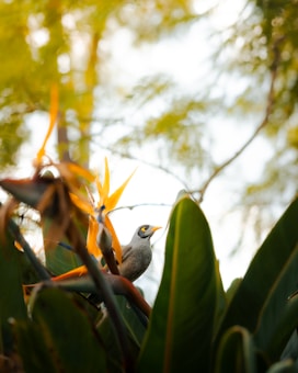 A small bird perched on a vibrant flowering plant, with vivid green leaves surrounding it. The bird has a grey body with a striking yellow patch around its eye and a yellow beak. The plant features bright orange flowers with spiky petals, creating a colorful contrast with the lush greenery.