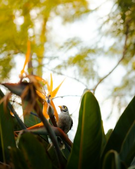 A small bird perches on the vibrant, structural petals of a bird-of-paradise flower, surrounded by lush, broad green leaves. The background consists of soft-focus greenery and light filtering through the branches, creating a serene and natural setting.