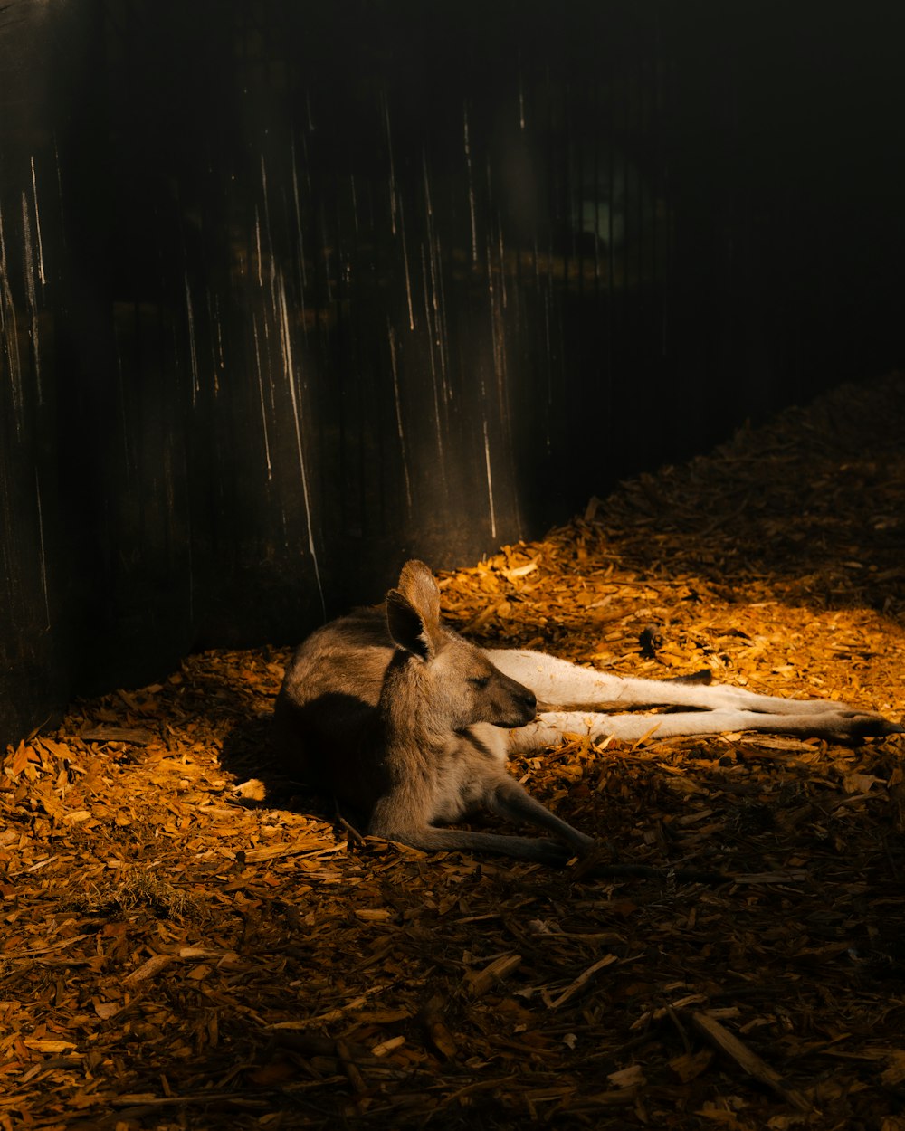 a kangaroo laying on the ground in a zoo exhibit