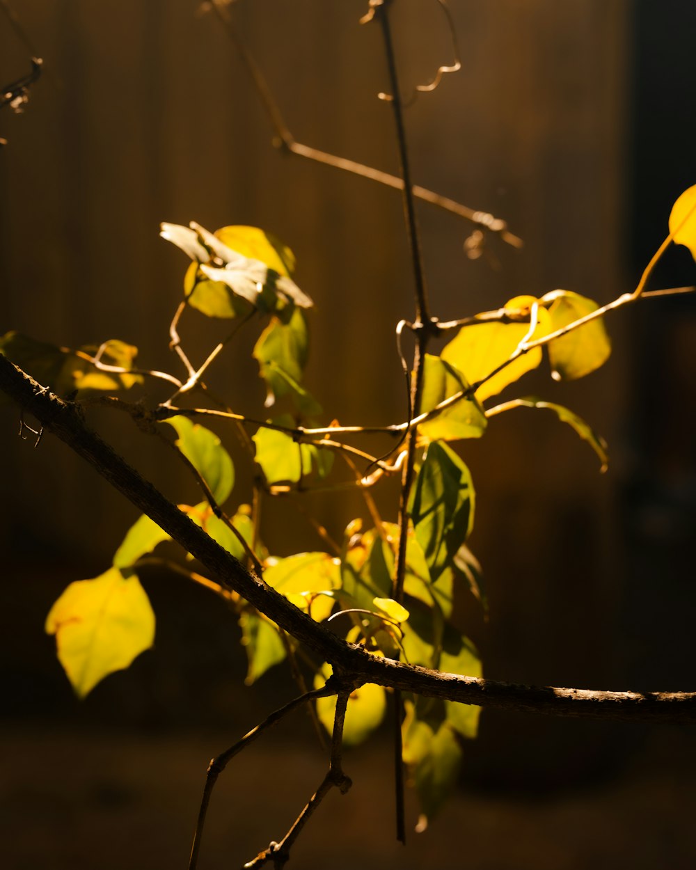 a branch of a tree with yellow leaves