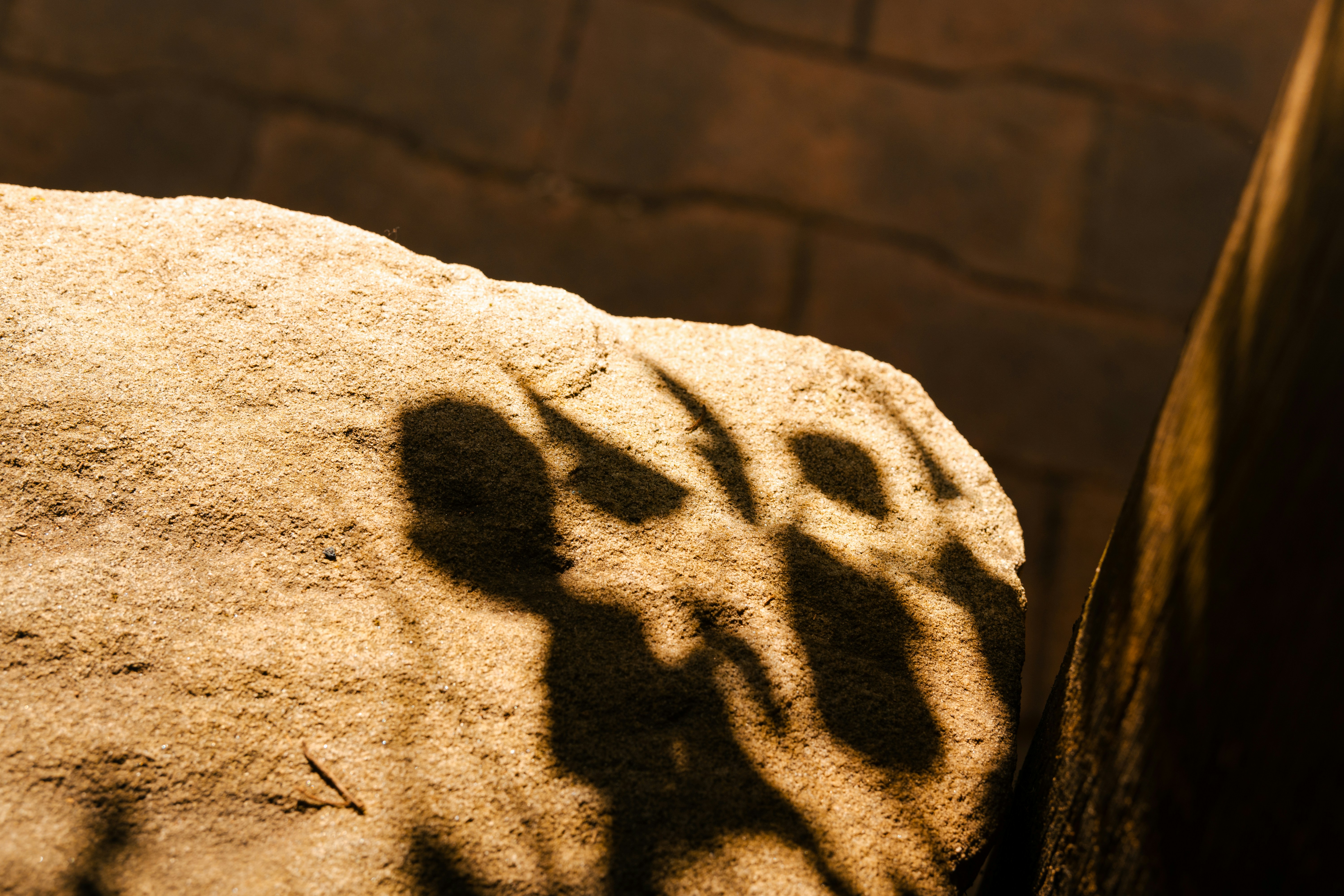 a shadow of a plant on a rock