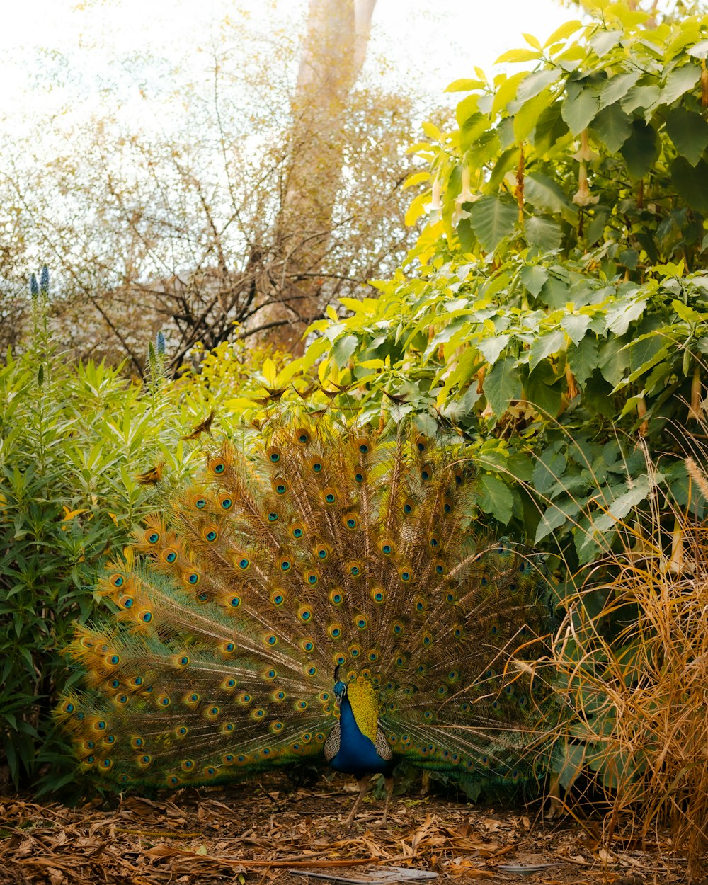 a peacock with its feathers spread out in front of a bush