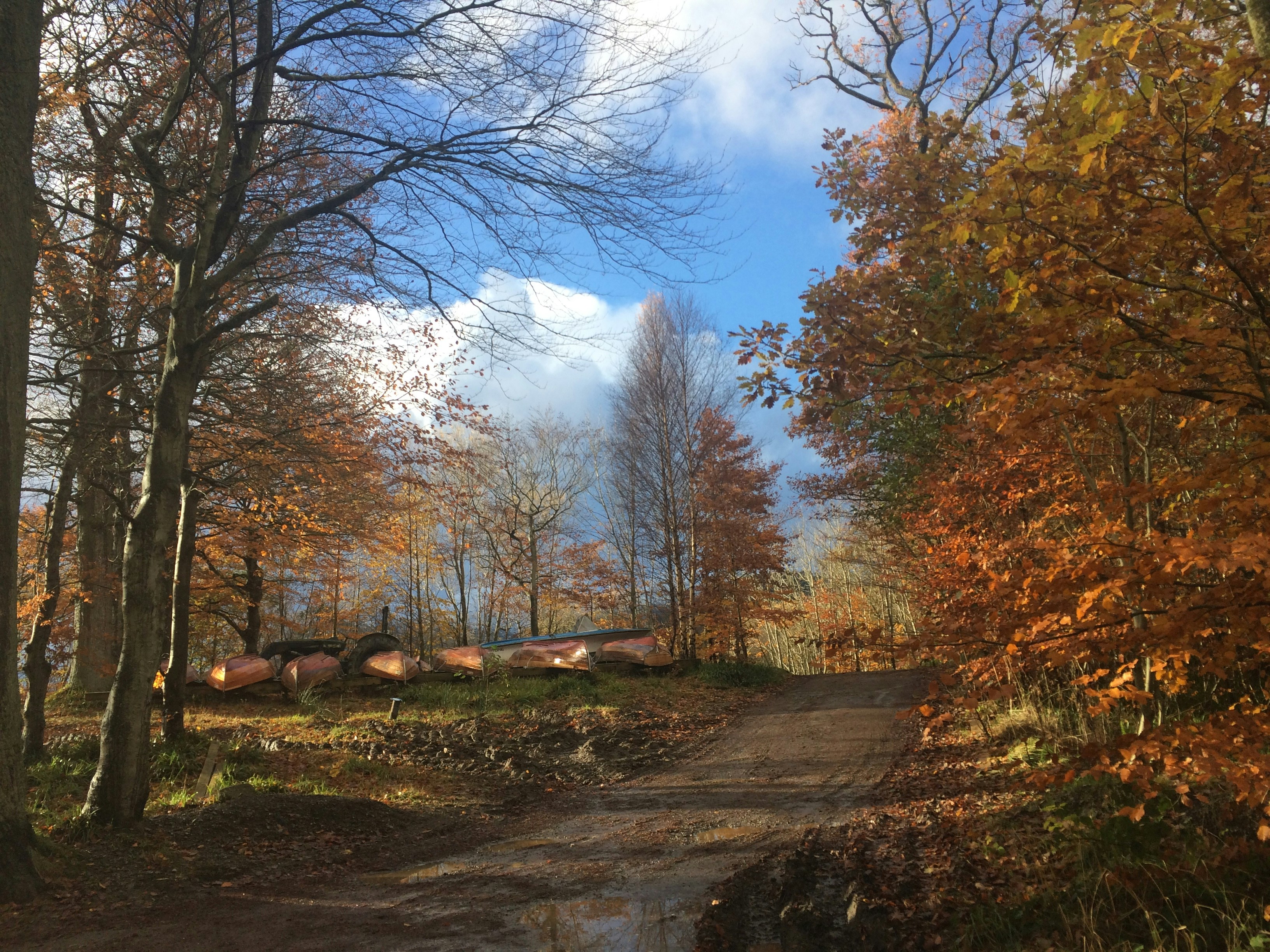 forest wallpaper peaceful, wallpaper, Solo Camping: Mental Preparation for a Safe Trip 5