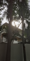 A view of a house partially obscured by tall palm trees, with sunlight filtering through the leaves. The house has a white exterior and appears to have multiple stories, with a railing and window visible. There is a white wall and a chain-link fence in the foreground.