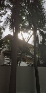 A view of a house partially obscured by tall palm trees, with sunlight filtering through the leaves. The house has a white exterior and appears to have multiple stories, with a railing and window visible. There is a white wall and a chain-link fence in the foreground.