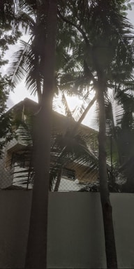 A view of a house partially obscured by tall palm trees, with sunlight filtering through the leaves. The house has a white exterior and appears to have multiple stories, with a railing and window visible. There is a white wall and a chain-link fence in the foreground.