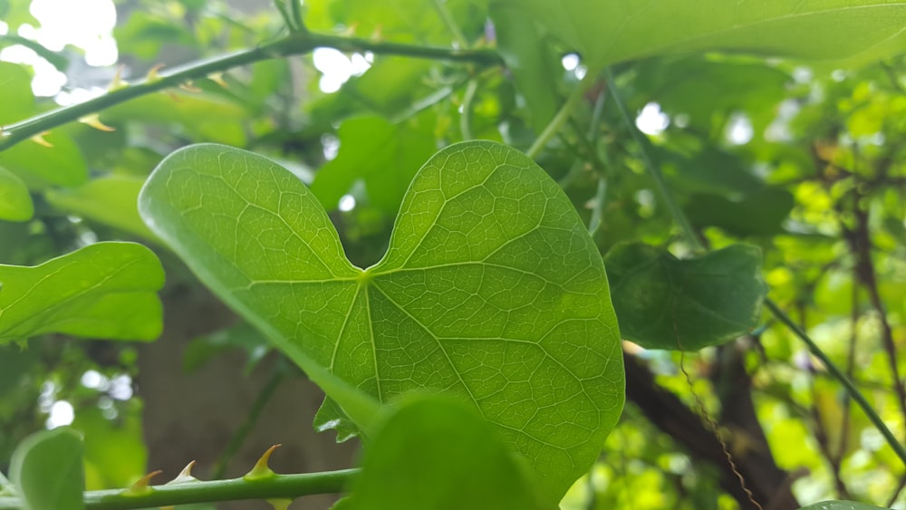 a close up of a leaf on a tree