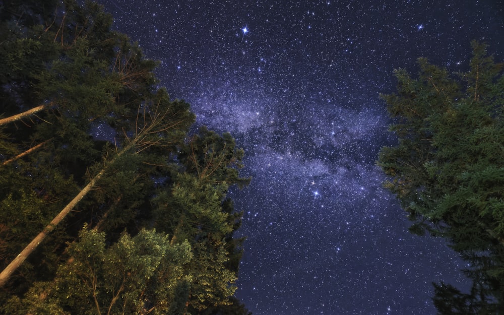 O céu noturno está cheio de estrelas e árvores