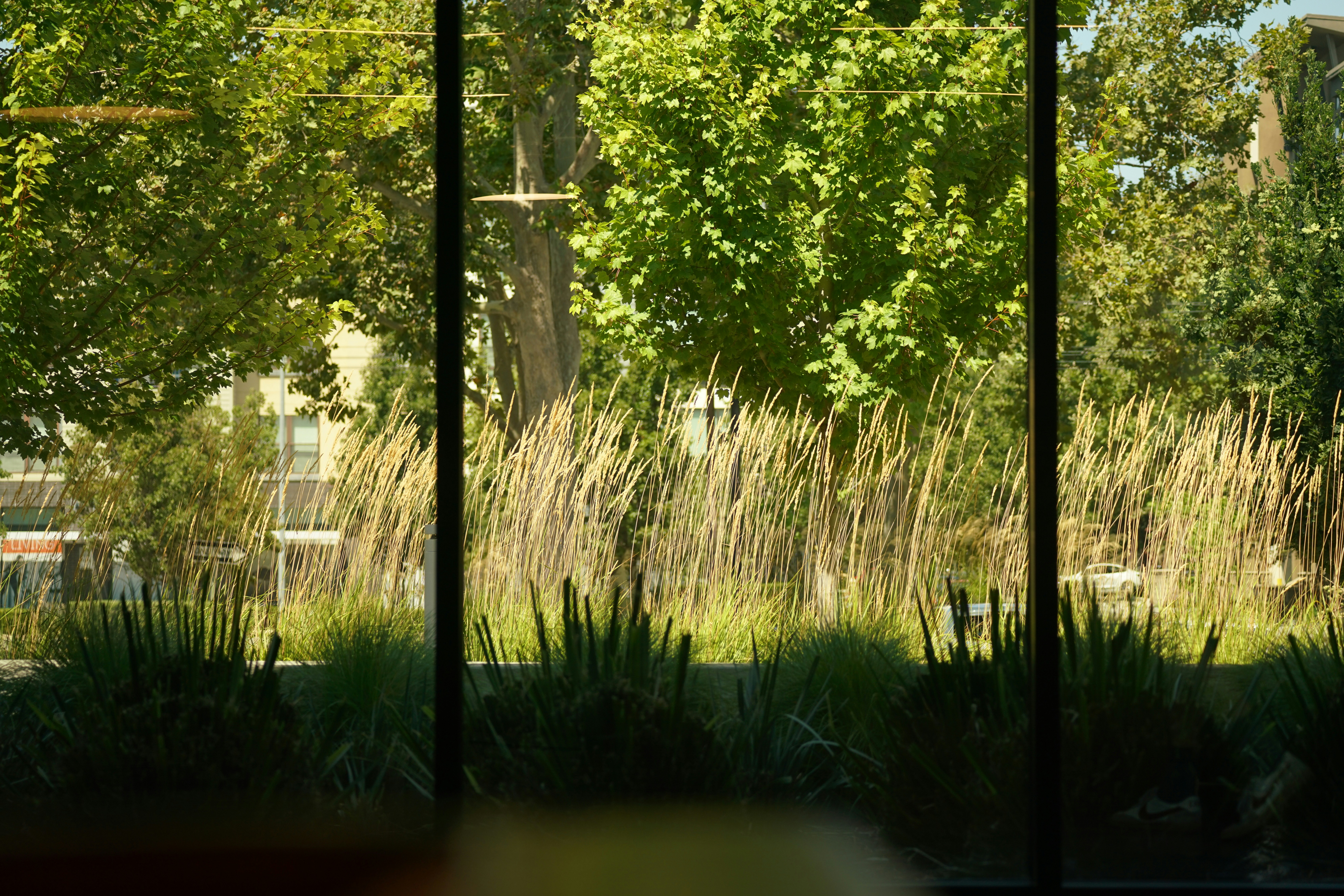 A view of trees through a window of a building photo – Free Plant Image ...
