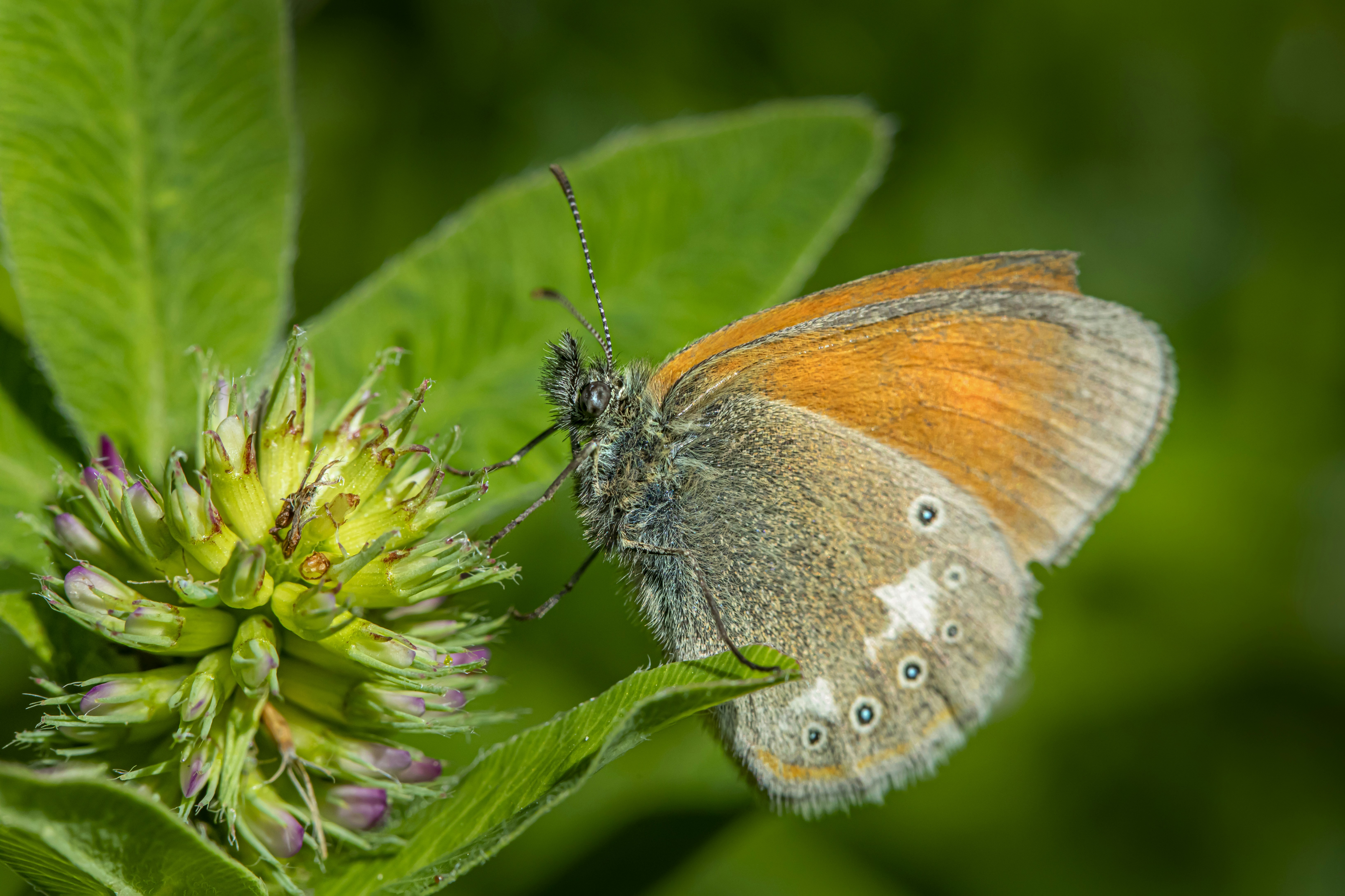 Photo by erik_karits