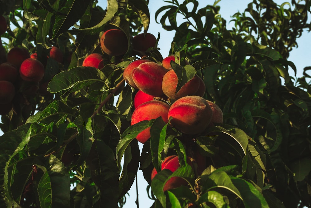 a tree filled with lots of ripe peaches