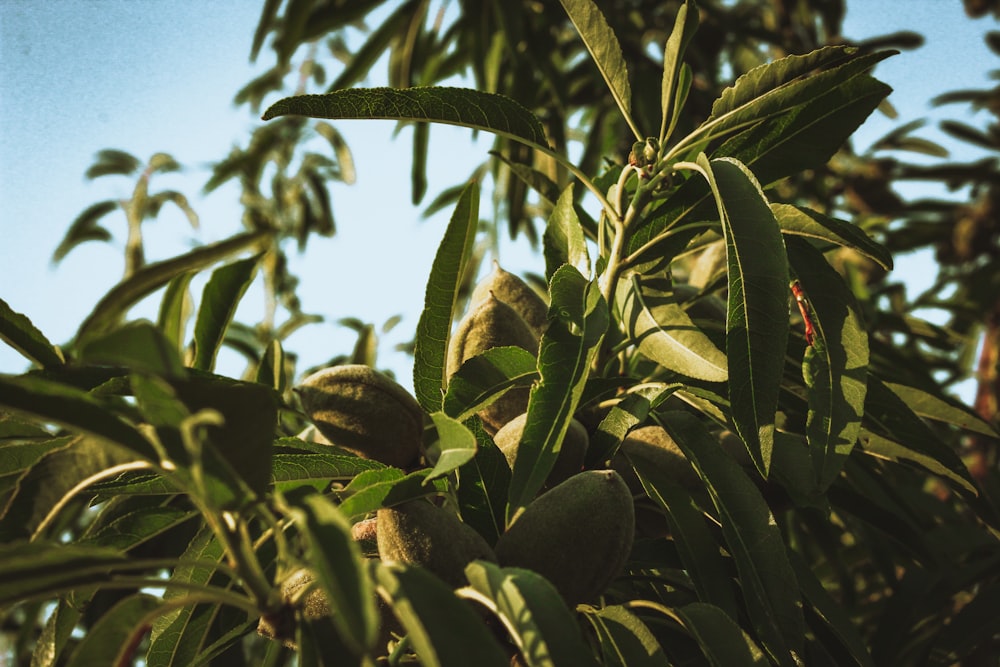 a bunch of nuts growing on a tree