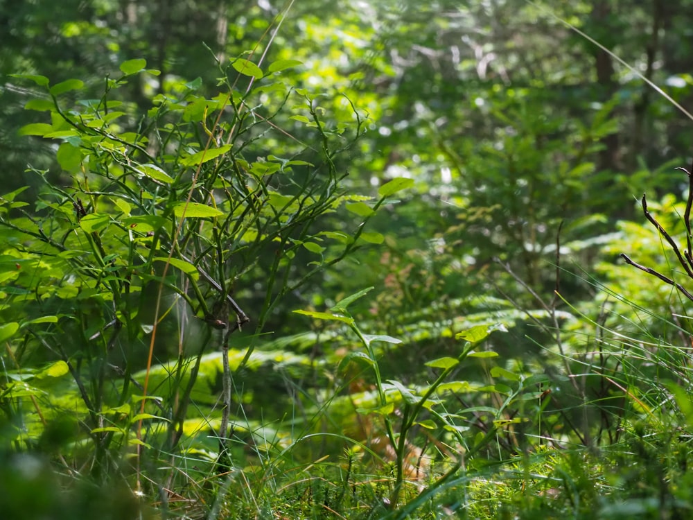 a forest filled with lots of green plants