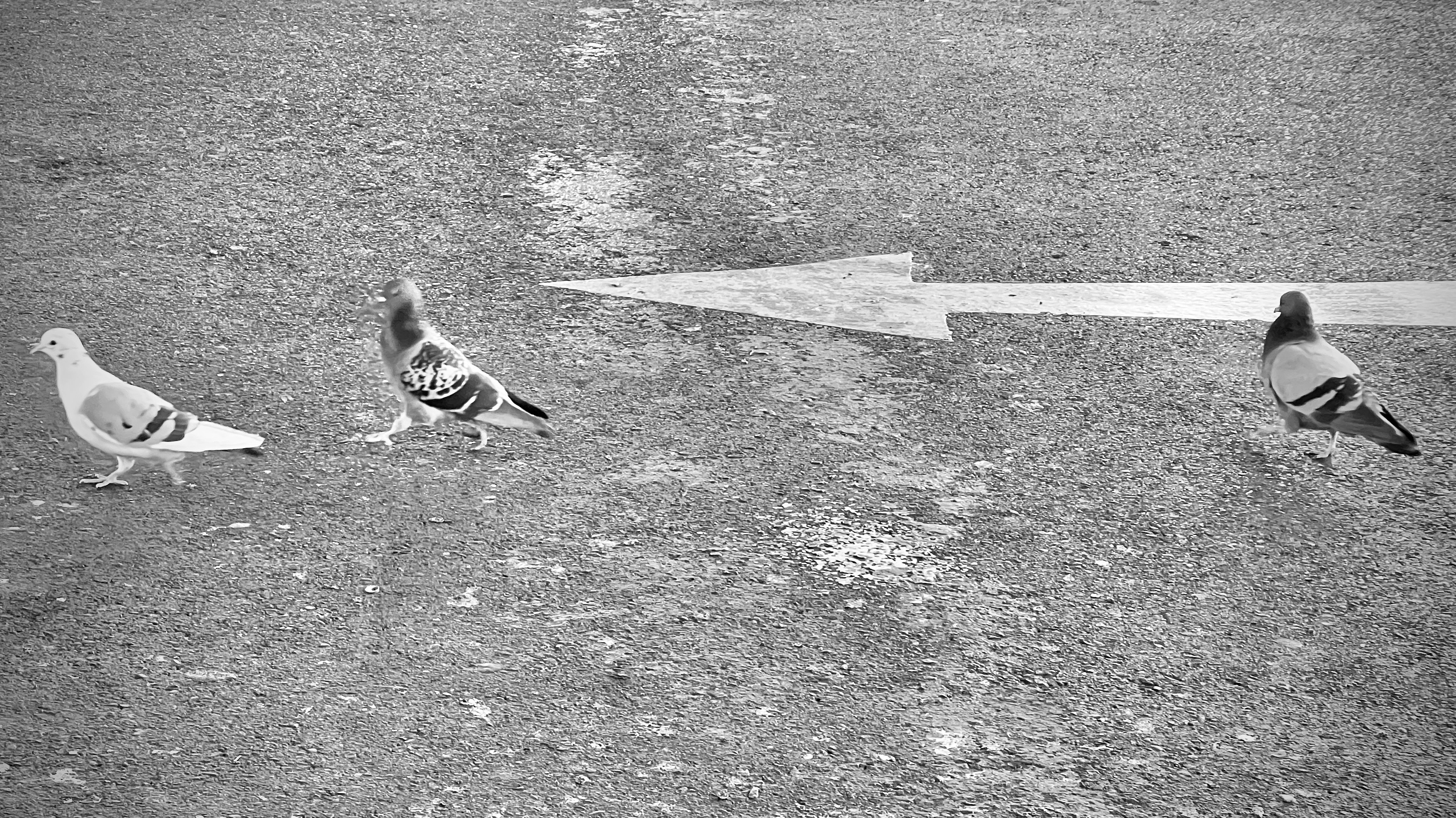 Unlocking the Mystery: How Pigeons Navigate with Precision