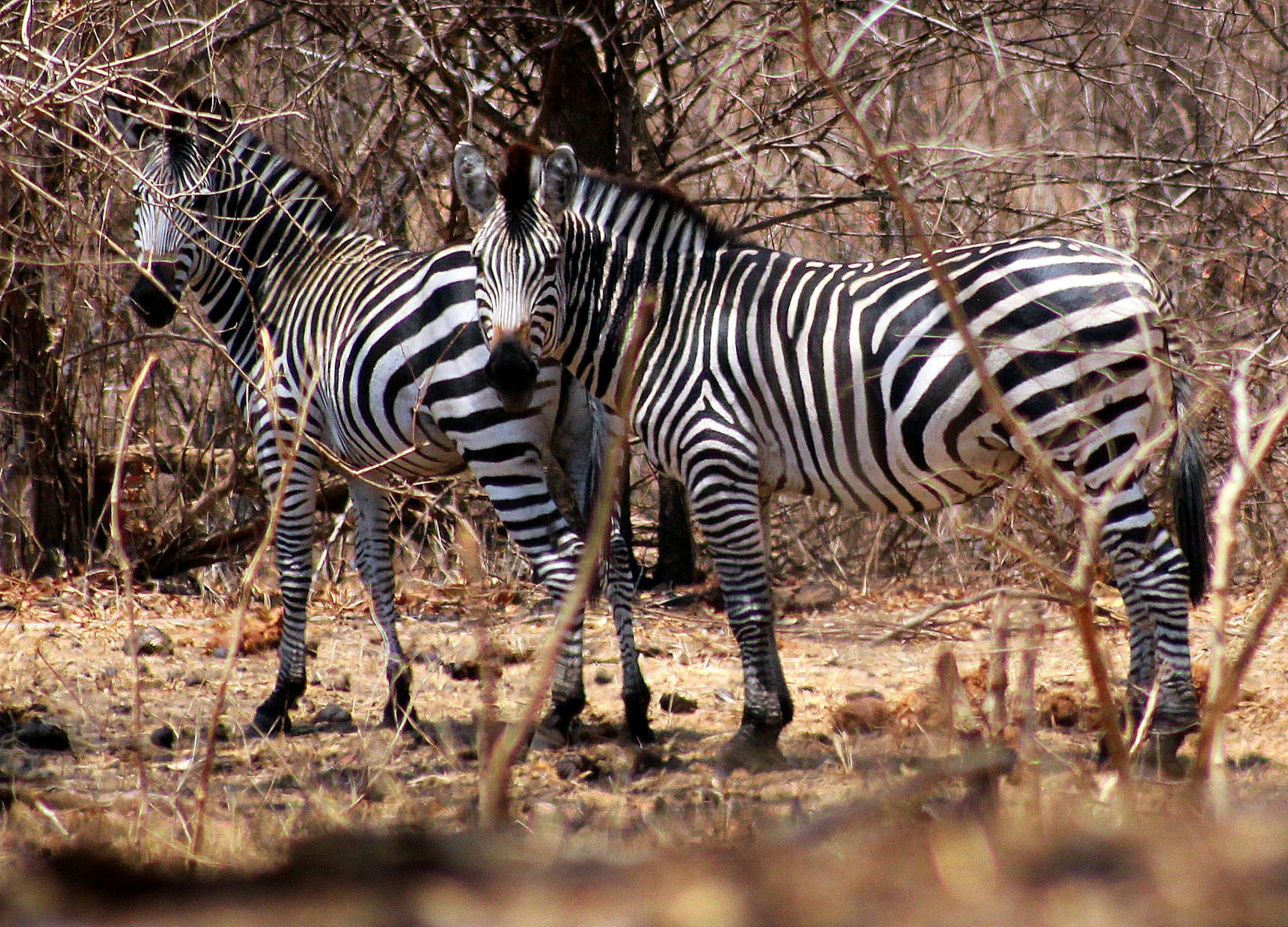 Photo by craigmanners_com