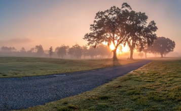 A serene landscape features a winding path leading towards a large, sprawling tree silhouetted against the warm glow of the rising sun. The foreground is a lush, dewy field, and mist gently rolls over the distant trees, creating a tranquil and ethereal morning atmosphere.