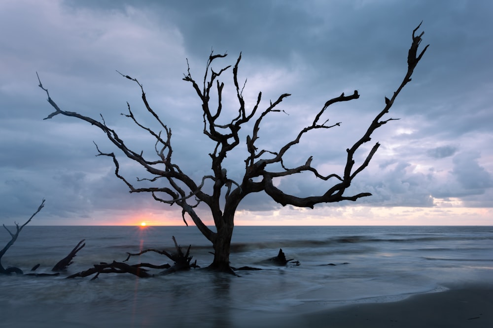 a tree that is standing in the sand