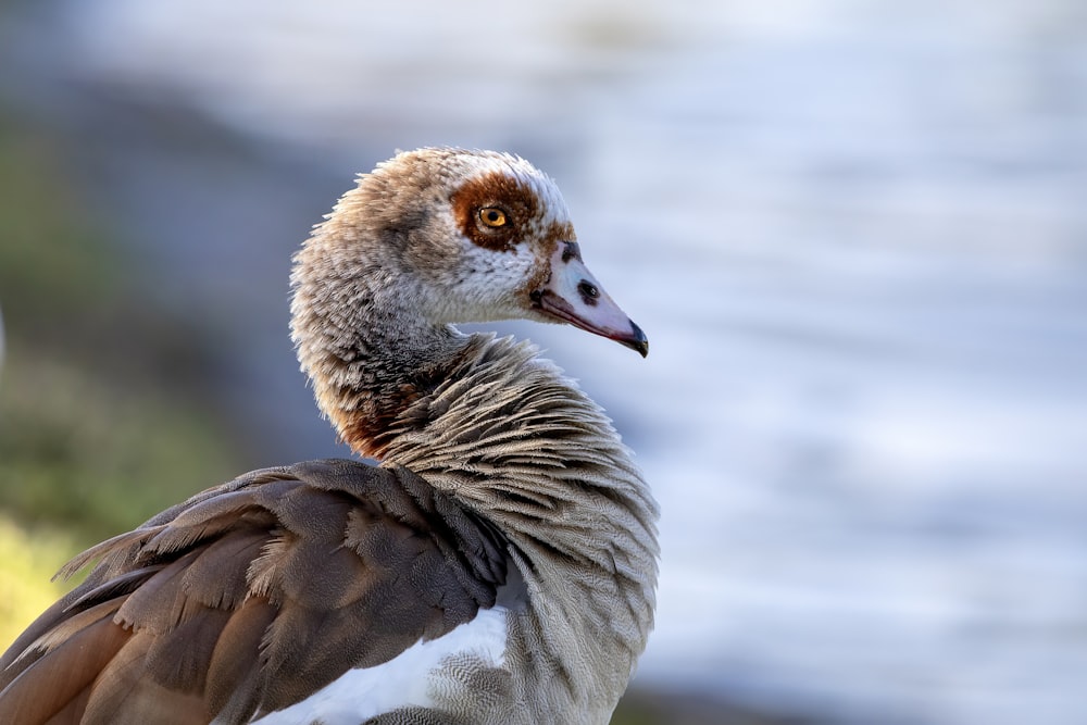 eine nahaufnahme eines vogels mit verschwommenem hintergrund