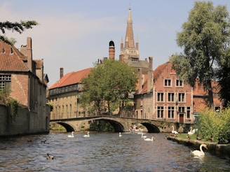 swans swimming in a river in front of old buildings