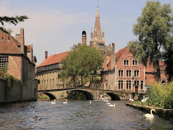 swans swimming in a river in front of old buildings