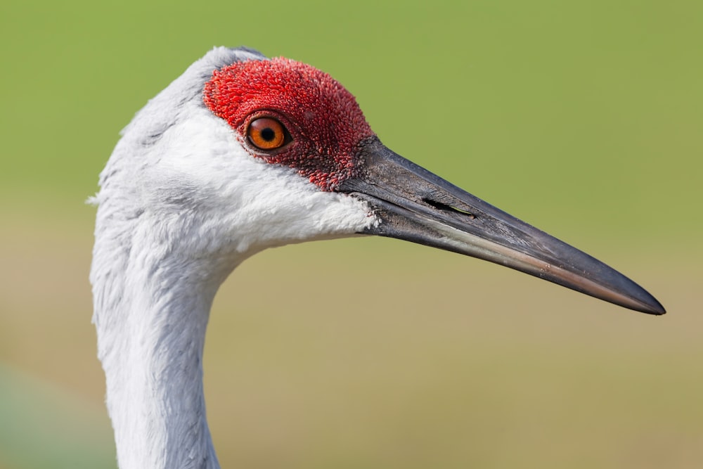 a close up of a bird with a red head