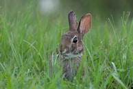 A curious rabbit peeking out from behind tall grass, captured in a vibrant sho film moment.