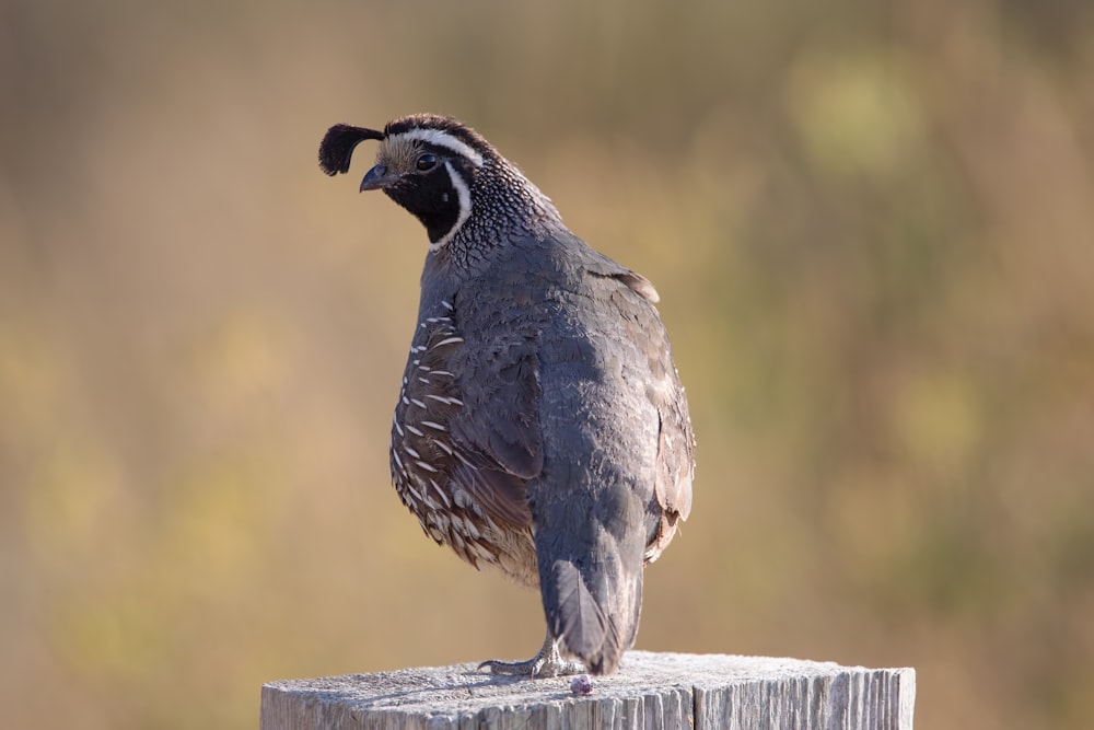 a bird sitting on top of a wooden post