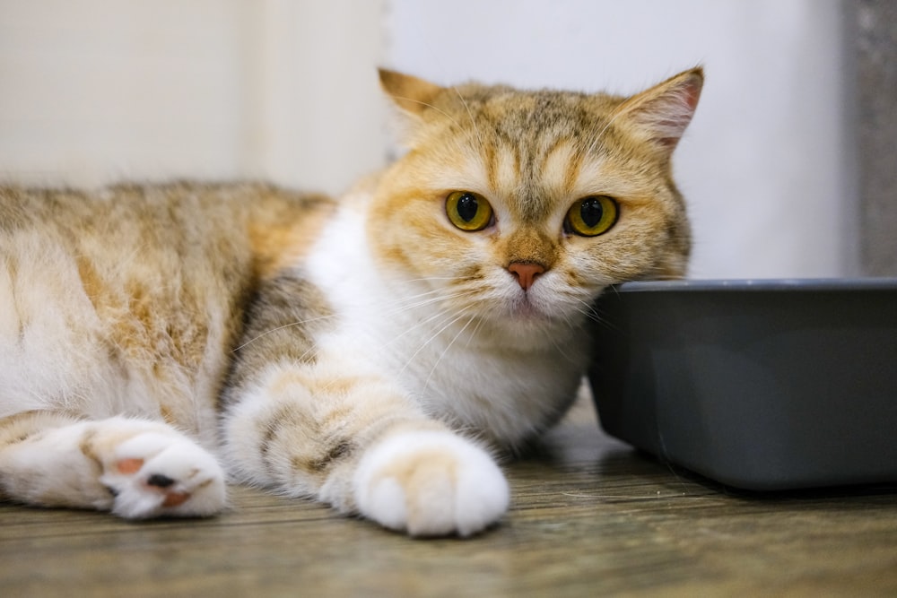 a cat laying on the floor next to a bowl