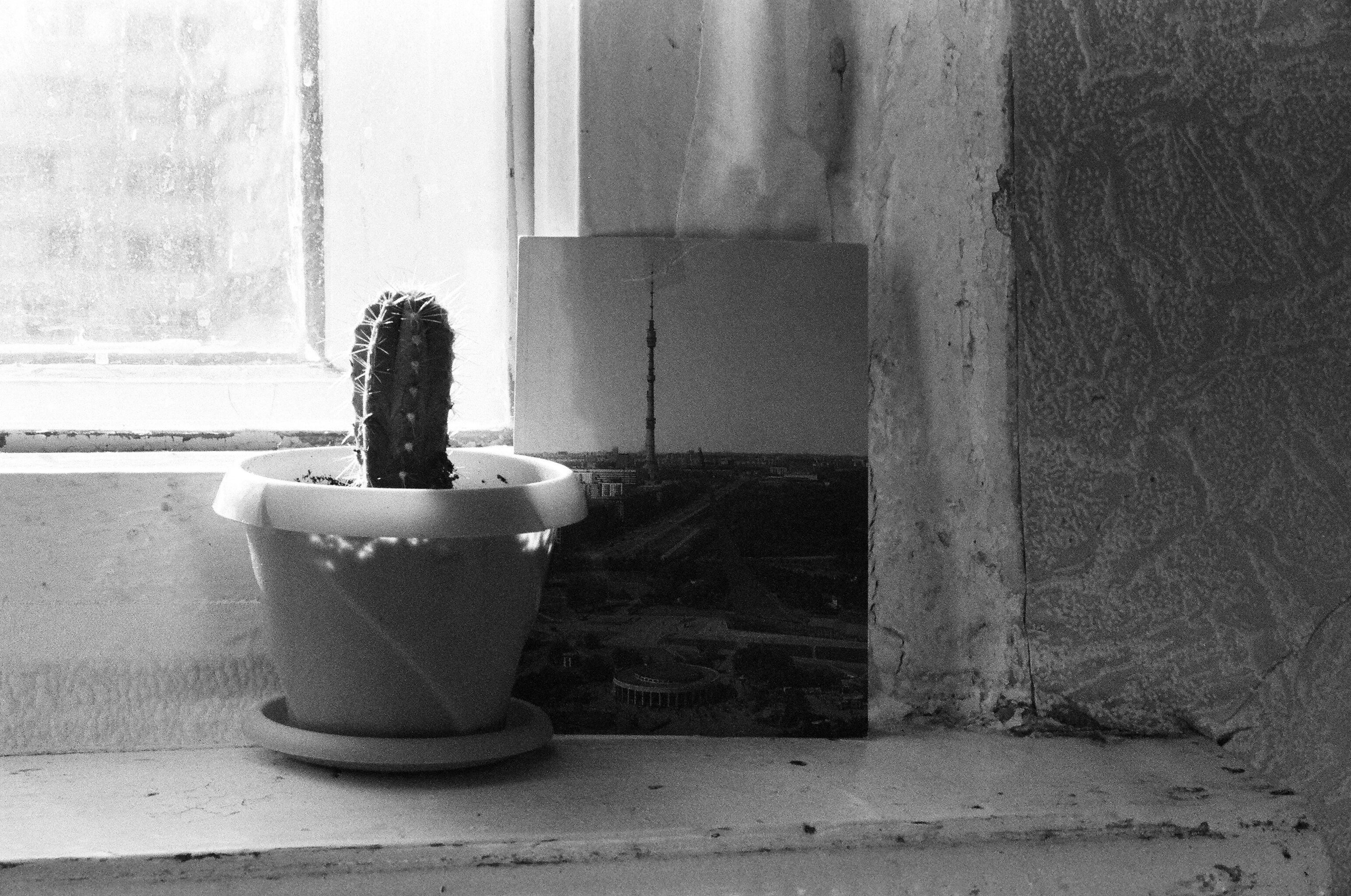 a cactus in a pot sitting on a window sill
