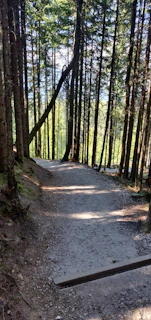 Sunlight filtering through tall evergreens onto a winding dirt trail, inviting hikers and riders alike