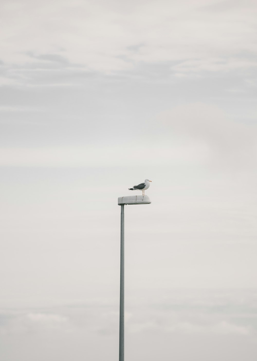 a seagull sitting on top of a light pole