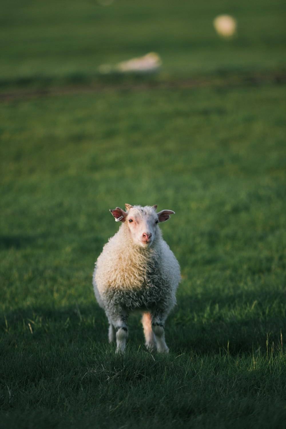 Una pecora in piedi in un campo erboso che guarda la telecamera