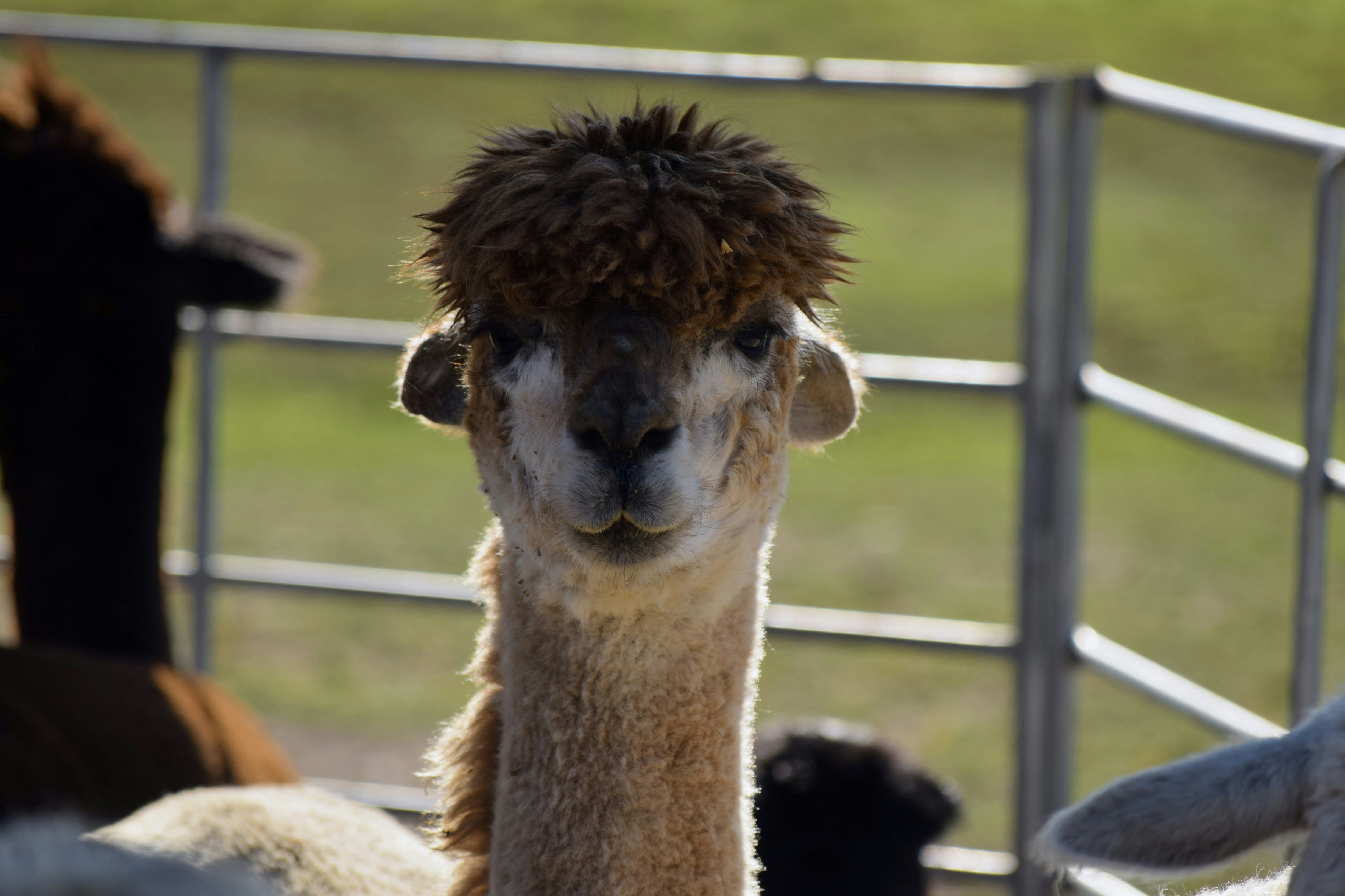 Yes, you. I am watching you. Alpaca at Carousel Park.