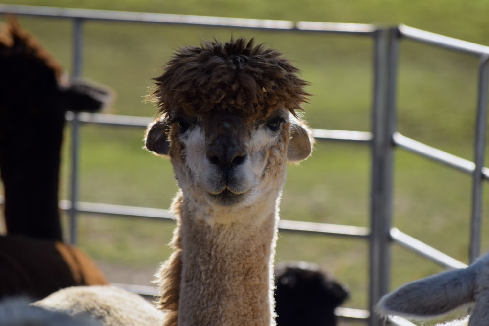 Un primo piano di un lama in un'area recintata