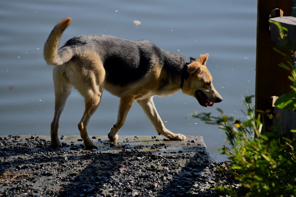 um cão andando em uma doca perto da água