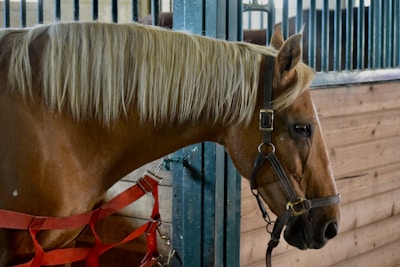 A brown horse with a light mane stands in a stable, secured with red straps. The stable has wooden panels and metal bars.