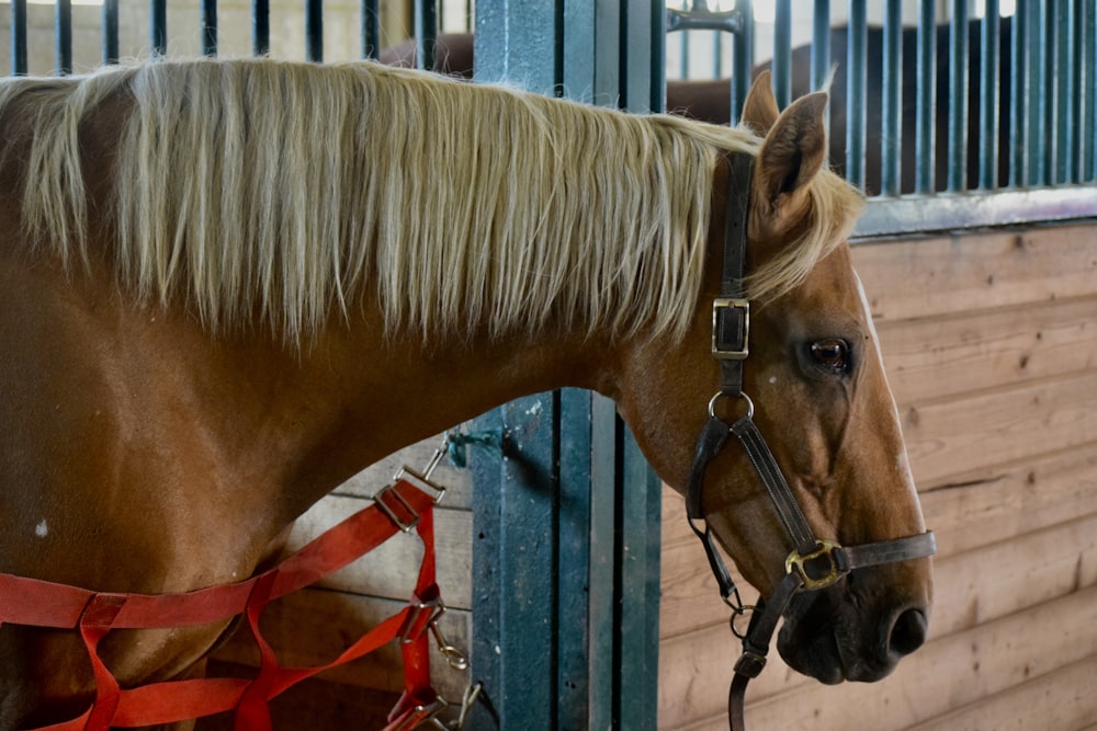 a brown horse with blonde hair standing in a stable