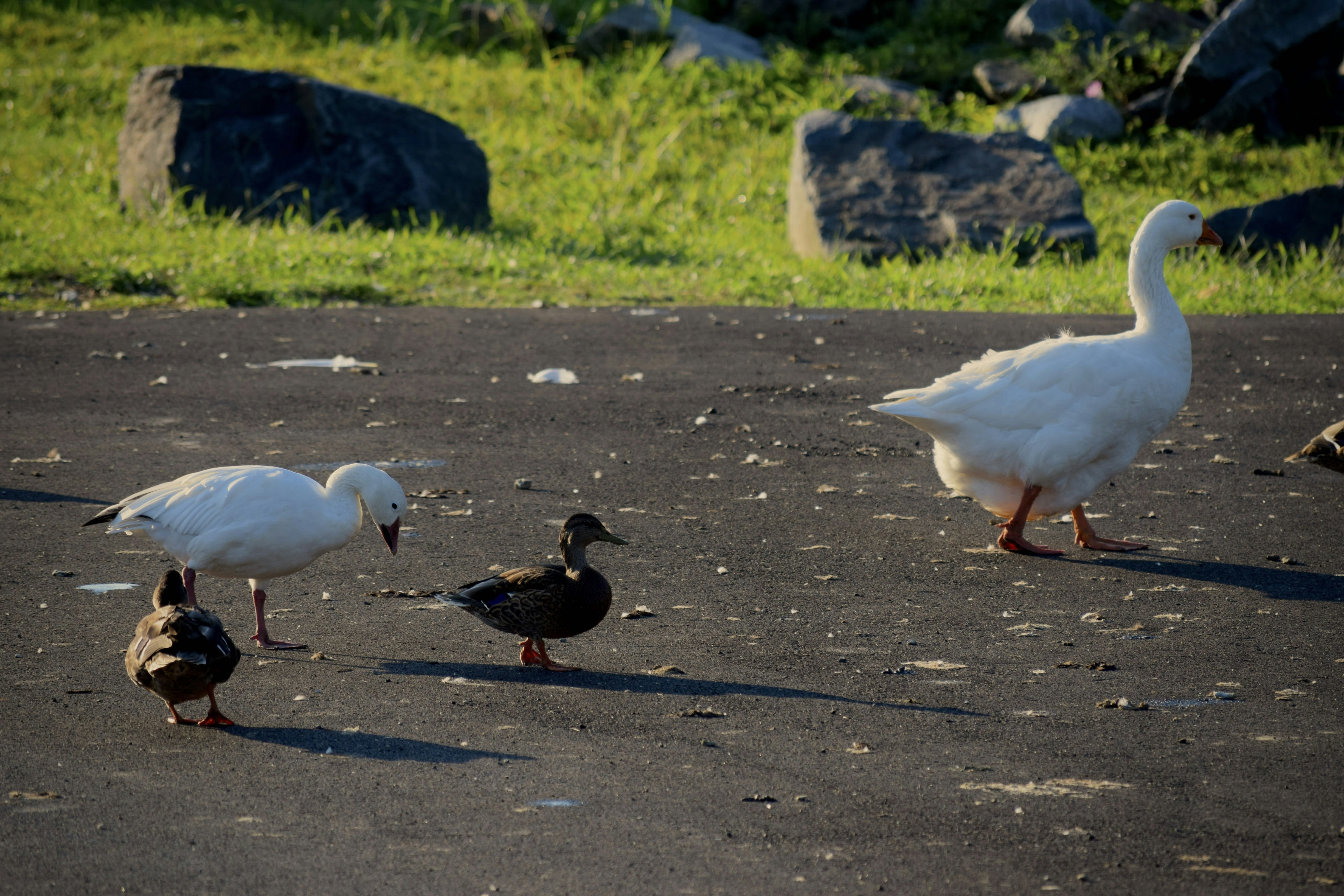 Ducks at Carousel Park.