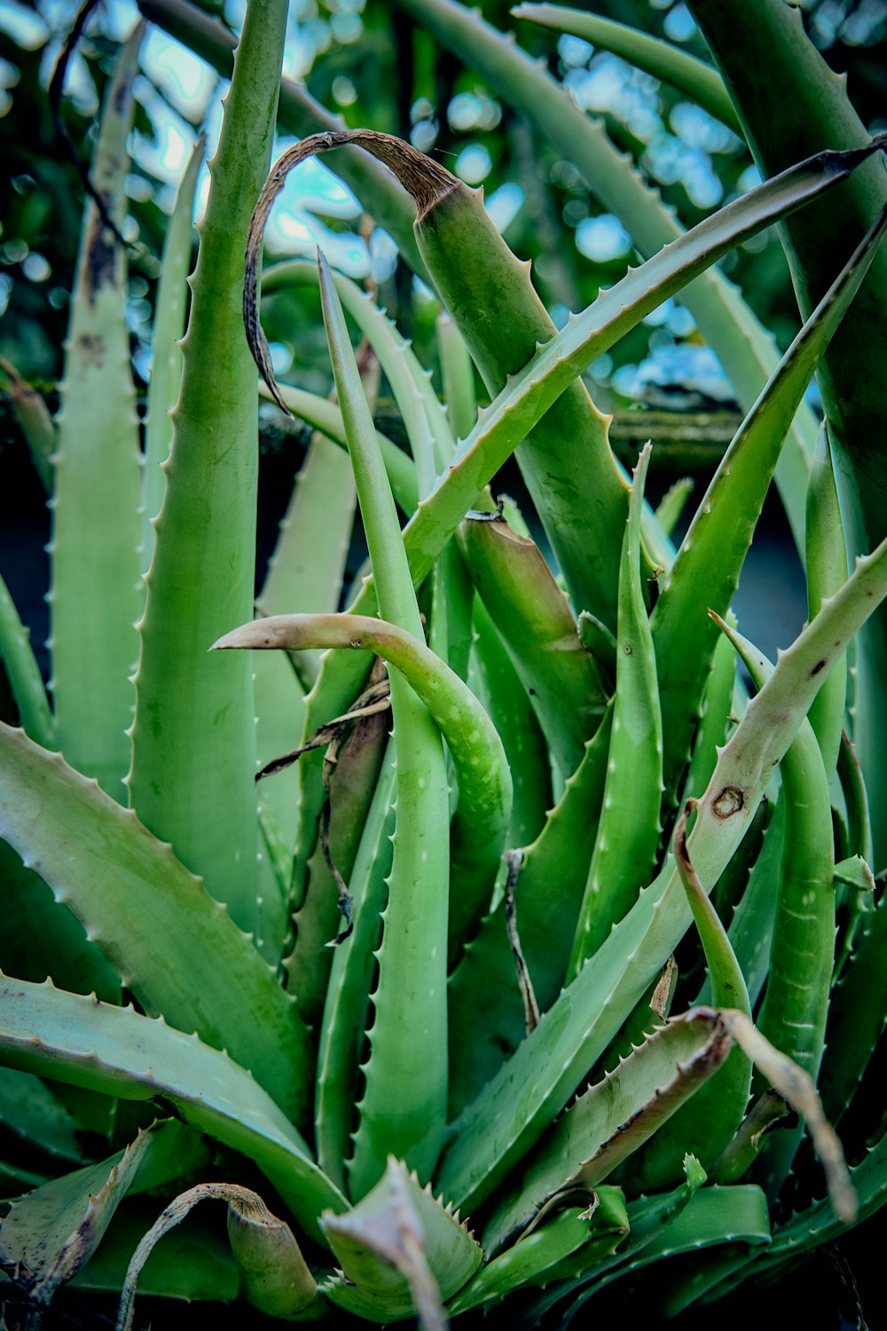 a close up of a plant with many leaves