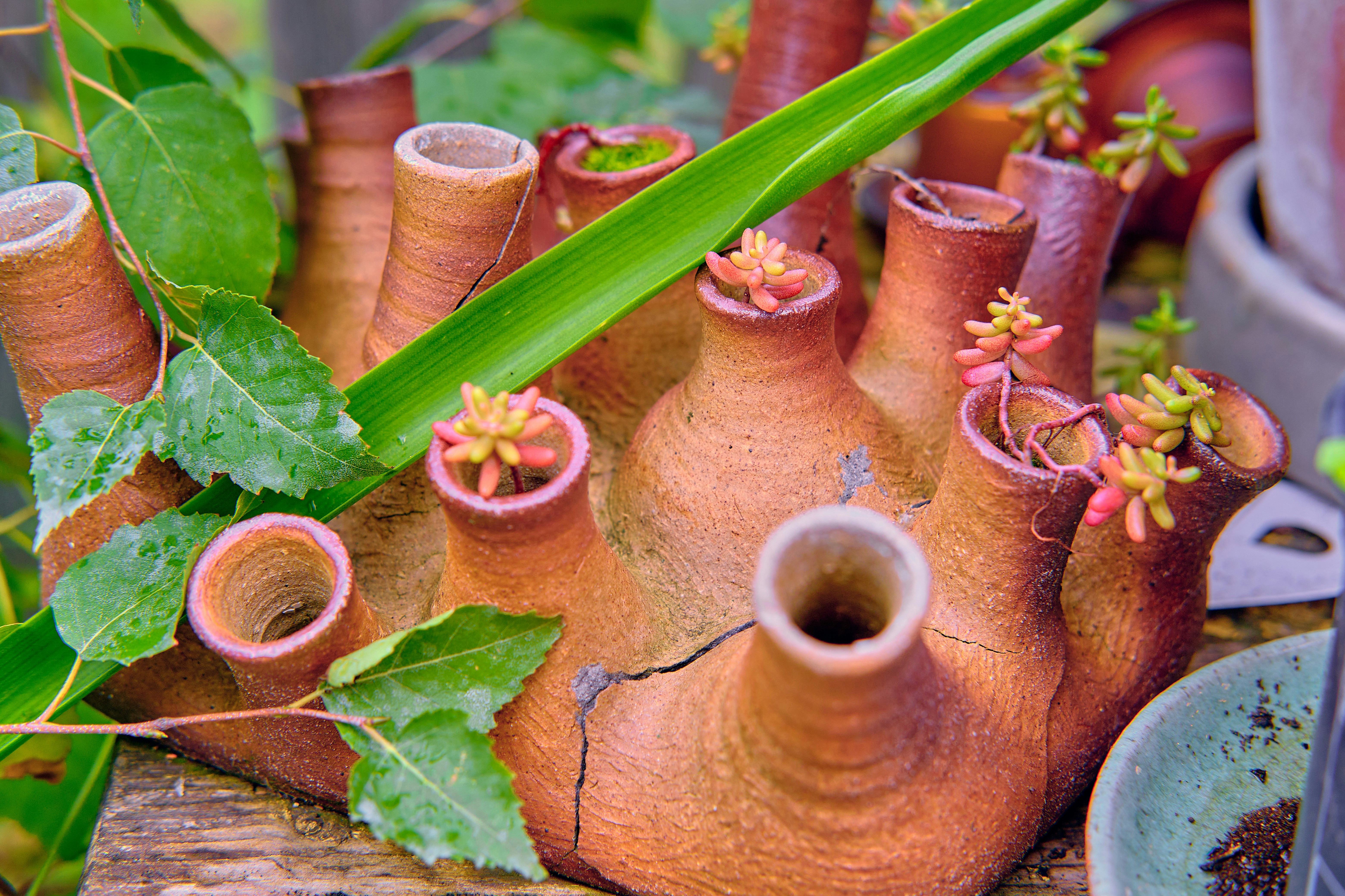a group of vases with plants growing out of them