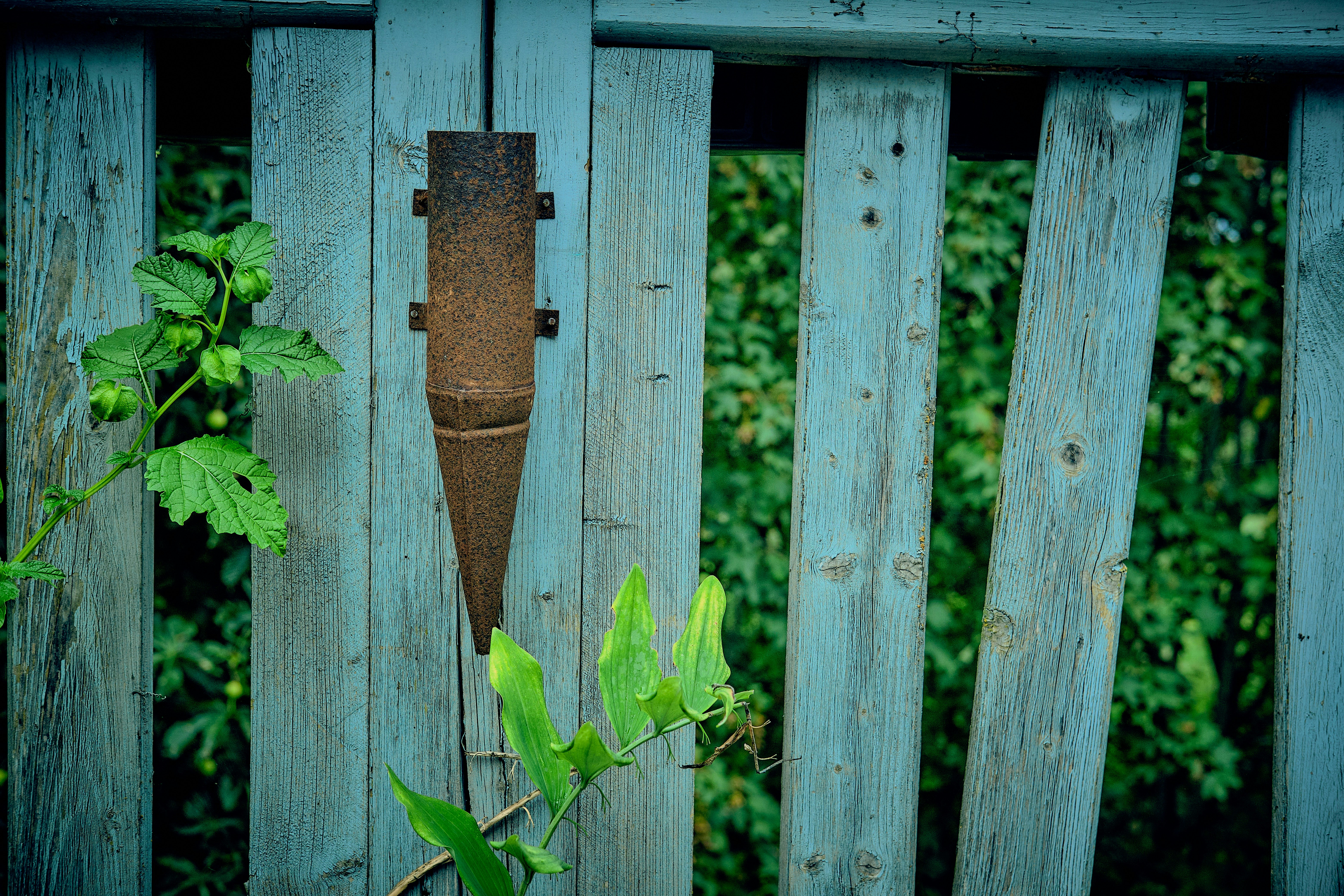 a wooden fence with a plant growing out of it
