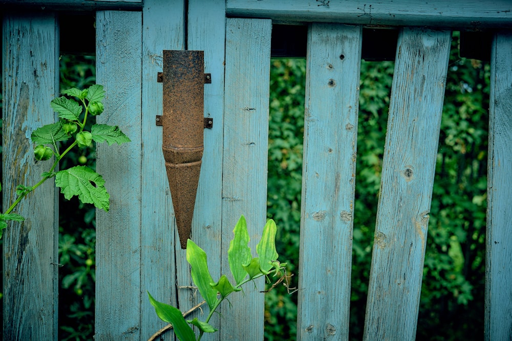 a wooden fence with a plant growing out of it