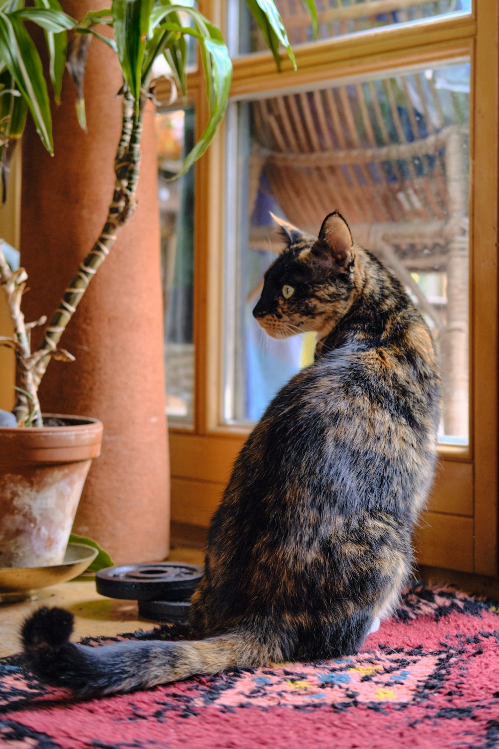 a cat sitting on a rug looking out a window