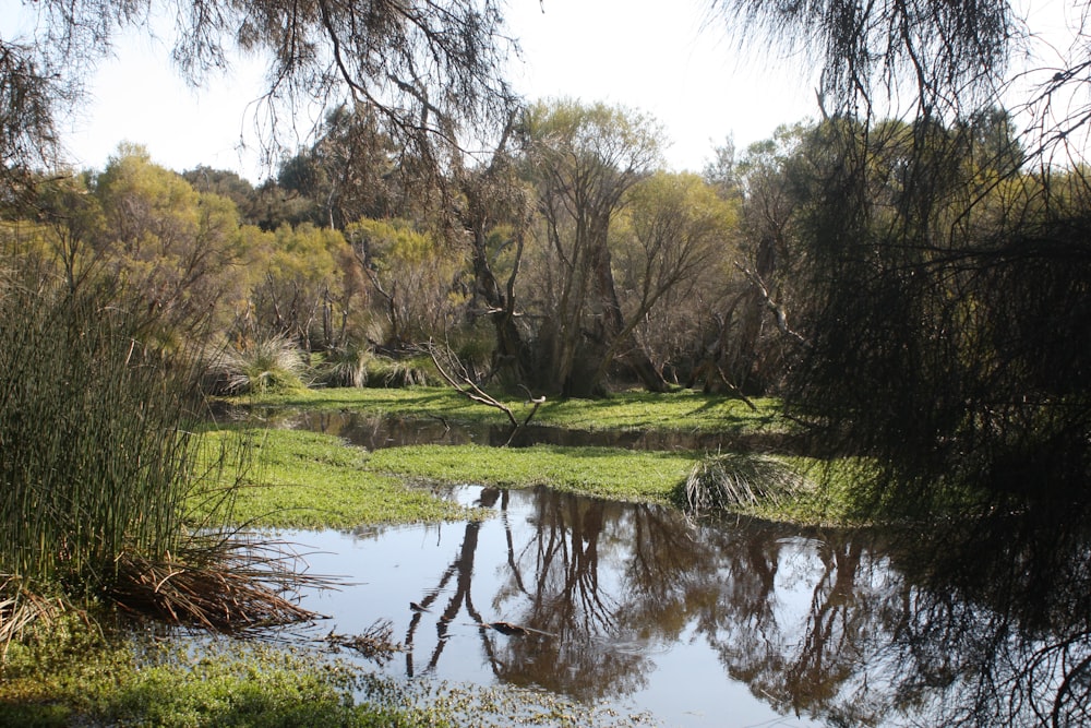 a body of water surrounded by trees and grass