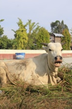 A cow is reclining on the ground surrounded by grass, with a background of trees and a building structure. The animal appears calm and relaxed under a clear sky.