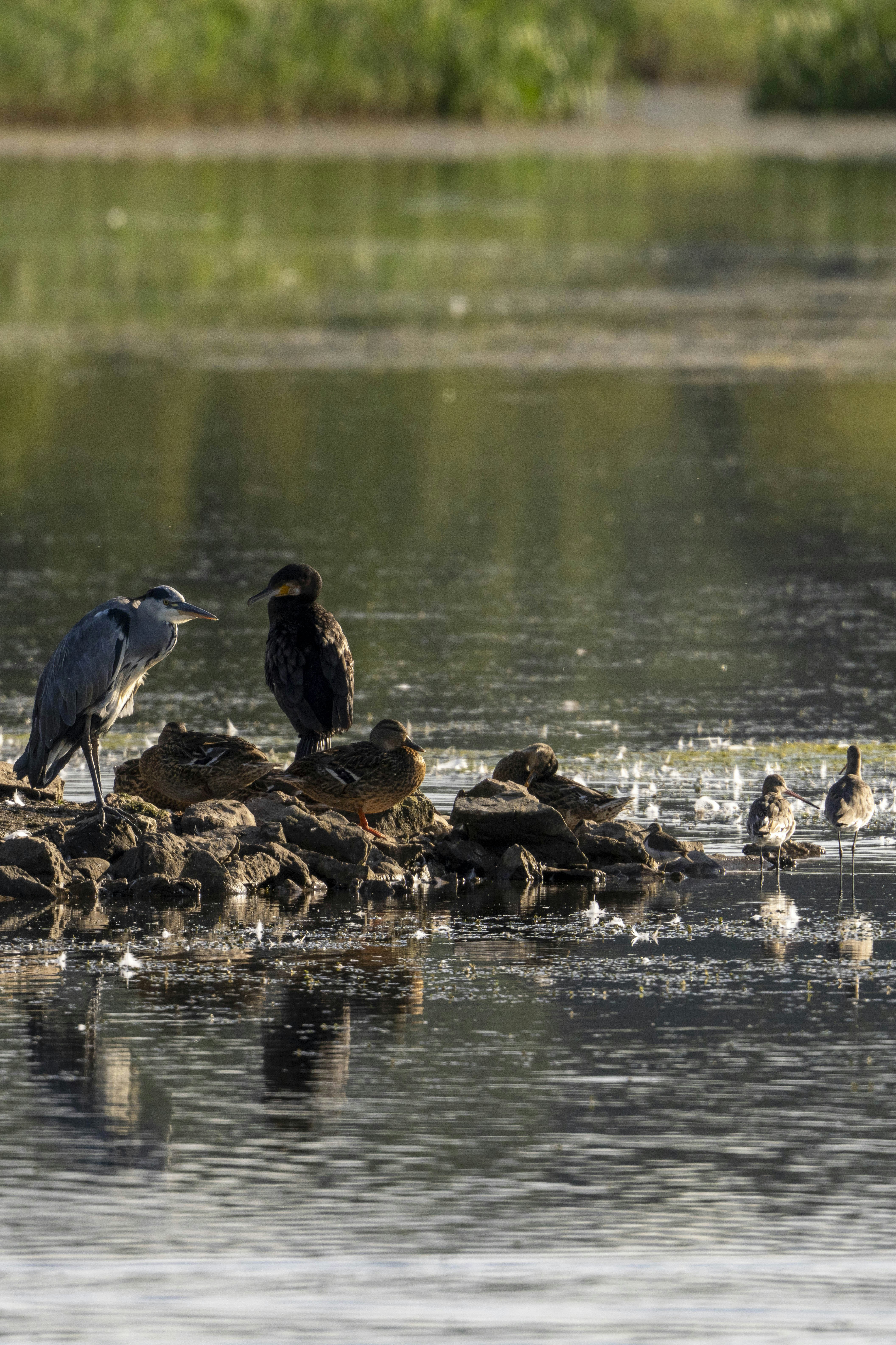 A group of birds sitting on top of rocks in the water photo – Free ...